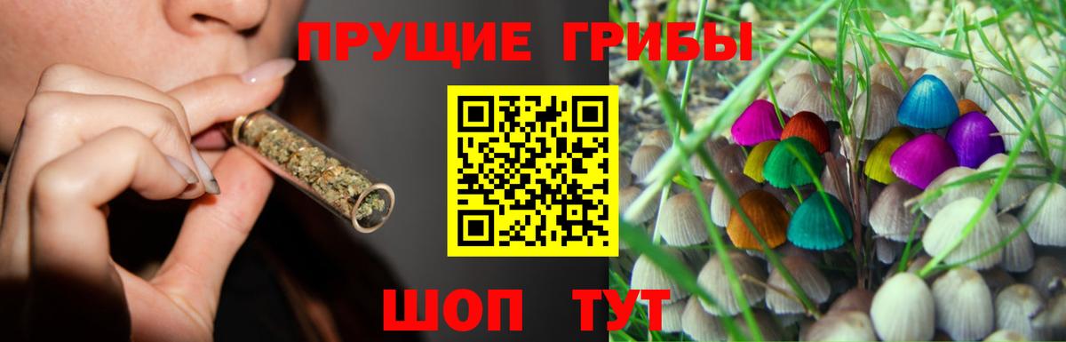 Галлюциногенные грибы Psilocybe Котовск